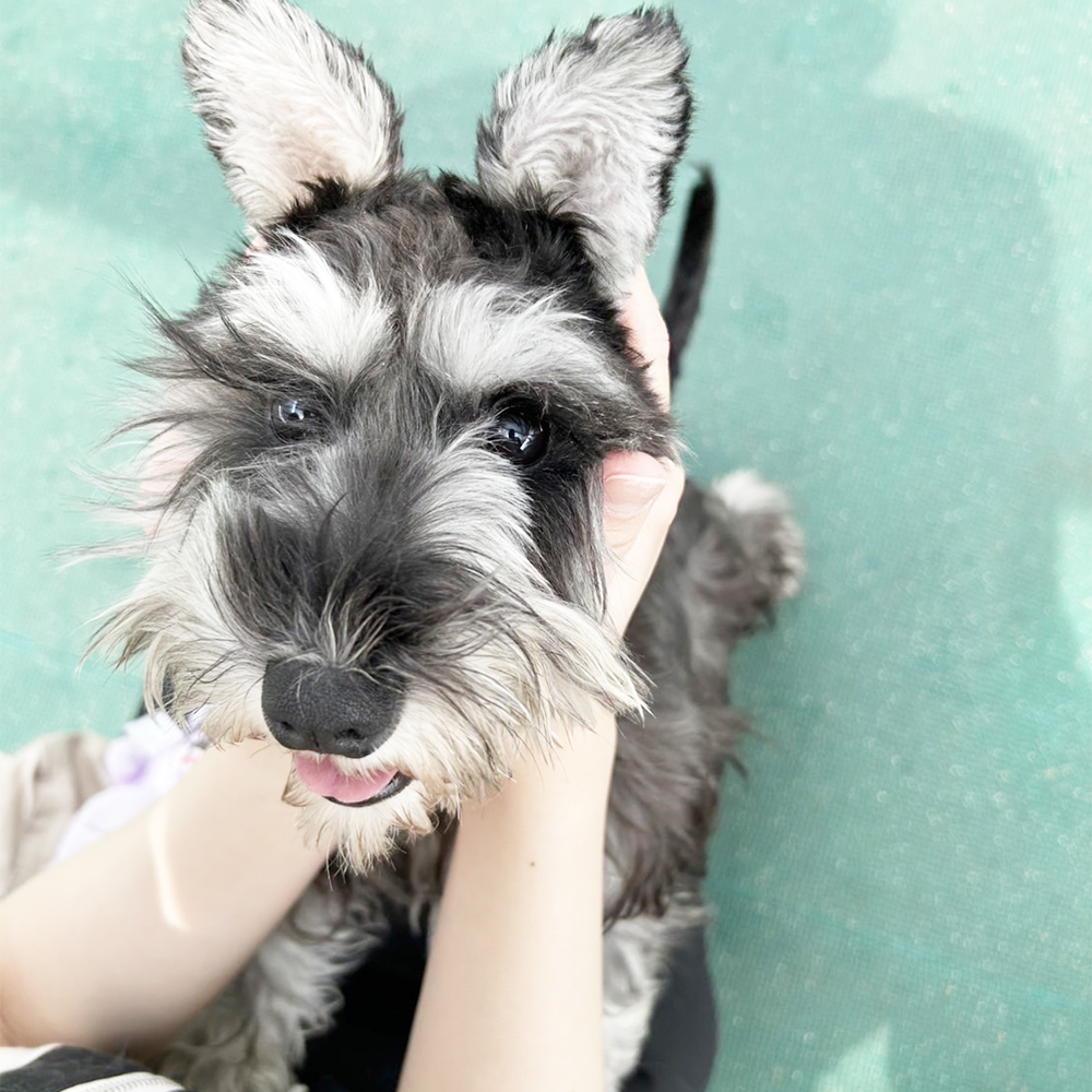 生徒が撮影してくれたモデル犬☆②